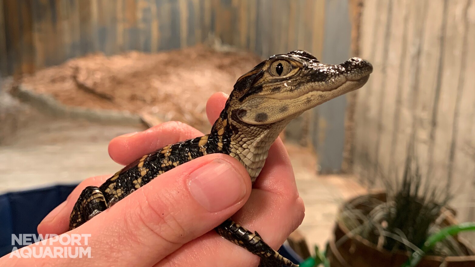 Two dozen baby alligators are now in residence in Northern Kentucky.